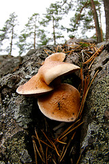 Image showing Mushrooms