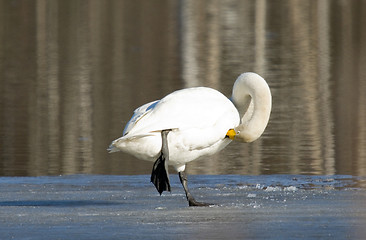 Image showing Swan