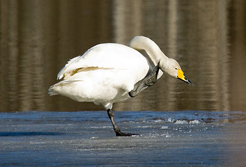 Image showing Swan