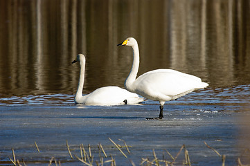 Image showing Swans