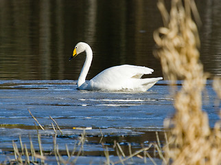 Image showing Swan