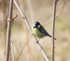 Image showing Tit