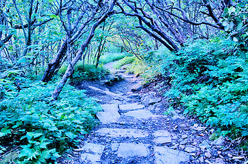 Image showing early morning craggy gardens nature on blue ridge parkway