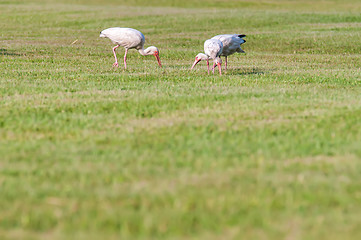 Image showing white ibis flock of birds at cape hatteras national seashore