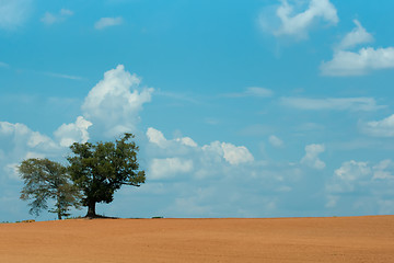 Image showing farm field with lone tree