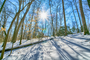 Image showing Sunset in the wood between the trees strains in winter period