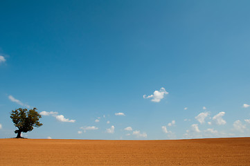 Image showing farm field with lone tree