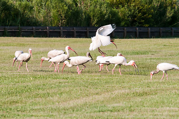 Image showing white ibis flock of birds