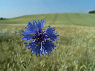 Image showing cornflower