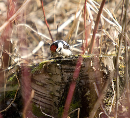 Image showing Woodpecker