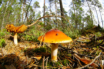 Image showing Mushrooms