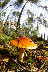 Image showing Mushroom