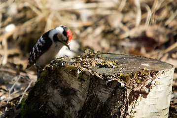 Image showing Woodpecker