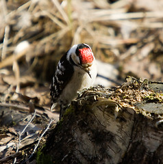 Image showing Woodpecker