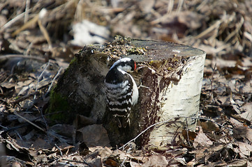 Image showing Woodpecker