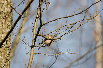 Image showing Erithacus rubecula