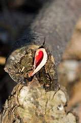 Image showing Mushroom