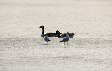 Image showing Birds