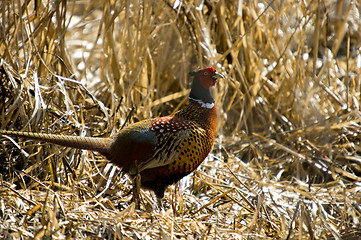 Image showing Pheasant