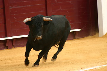 Image showing Bull