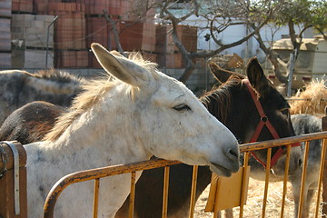 Image showing Donkey