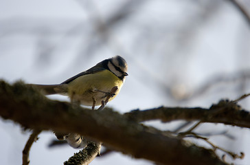 Image showing Blue tit