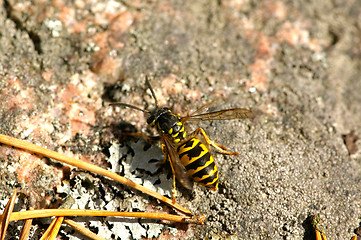 Image showing wasp