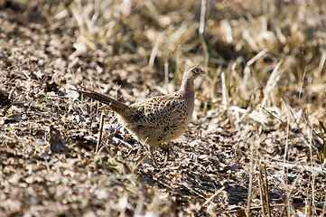 Image showing Pheasant