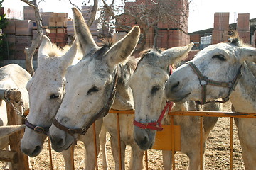 Image showing Donkeys