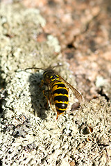 Image showing Wasp