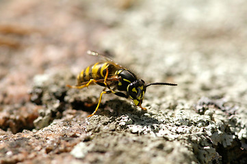 Image showing Wasp