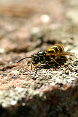 Image showing Wasp