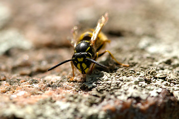 Image showing Wasp