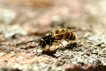 Image showing Wasp