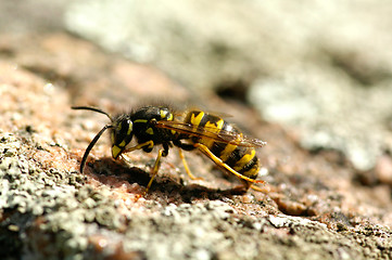 Image showing Wasp