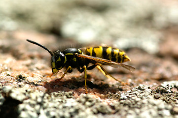 Image showing Wasp