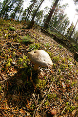 Image showing Mushroom