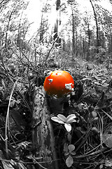 Image showing Fly agaric