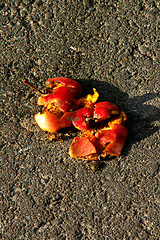 Image showing Crushed apples