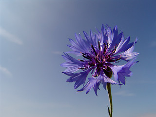 Image showing cornflower