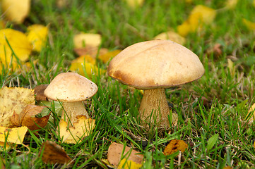 Image showing Mushrooms