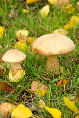 Image showing Mushrooms