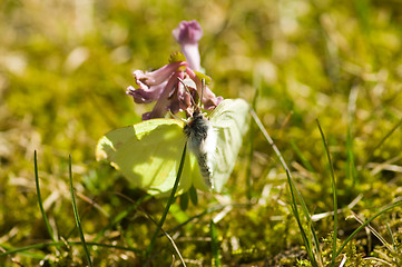 Image showing Butterfly