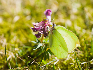 Image showing Butterfly