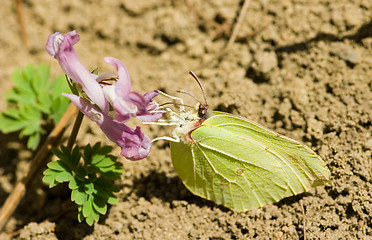 Image showing Butterfly