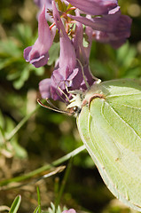 Image showing Butterfly