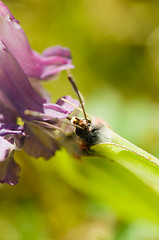 Image showing Butterfly