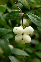 Image showing Snow berry