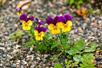 Image showing Wild pansy