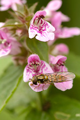 Image showing Flower fly